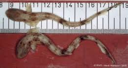 Image result for Scyliorhinus canicula