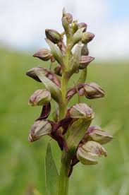 Attēlu rezultāti vaicājumam “Coeloglossum viride flower”