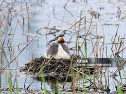 Attēlu rezultāti vaicājumam “Podiceps cristatus nest”