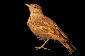 Attēlu rezultāti vaicājumam “Galerida cristata”