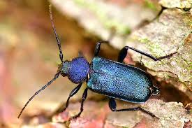 Attēlu rezultāti vaicājumam “Callidium violaceum”