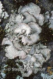 Attēlu rezultāti vaicājumam “Dermatocarpon miniatum”