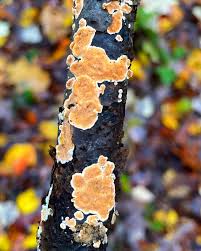 Attēlu rezultāti vaicājumam “Steccherinum ochraceum”