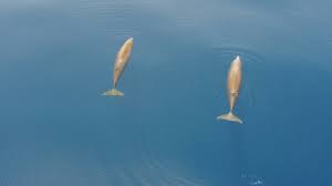 Image result for Ziphius cavirostris