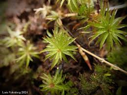 Attēlu rezultāti vaicājumam “Campylium chrysophyllum”