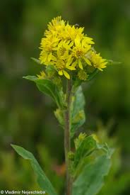 Image result for Solidago virgaurea