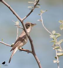 Image result for Hippolais caligata