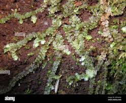 Attēlu rezultāti vaicājumam “Jungermannia leiantha”