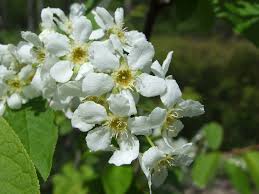 Attēlu rezultāti vaicājumam “Padus avium”