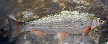 Image result for Chondrostoma nasus