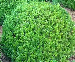 Attēlu rezultāti vaicājumam “Buxus sempervirens”