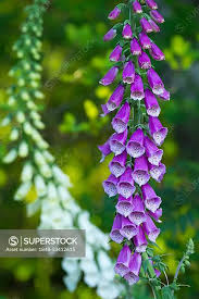 Image result for Fingerhut