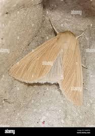 Attēlu rezultāti vaicājumam “Mythimna impura”