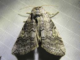 Attēlu rezultāti vaicājumam “Tethea or”