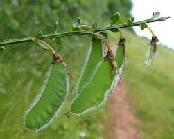 Attēlu rezultāti vaicājumam “Cytisus scoparius fruit”