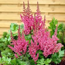 Attēlu rezultāti vaicājumam “Astilbe chinensis”