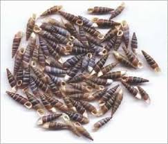 Attēlu rezultāti vaicājumam “Clausiliidae”