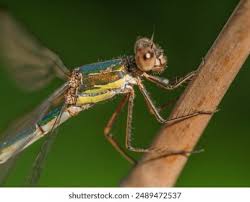 Attēlu rezultāti vaicājumam “Lestes virens”