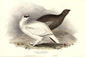 Image result for Lagopus muta