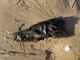 Image result for Callorhinchus capensis