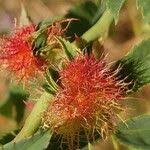 Attēlu rezultāti vaicājumam “Rosa villosa fruit”