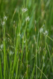 Attēlu rezultāti vaicājumam “Rhynchospora alba flower”