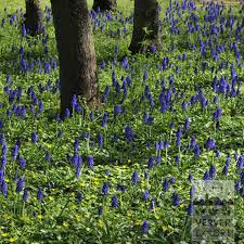 Attēlu rezultāti vaicājumam “Eranthis hyemalis”