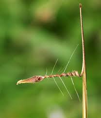 Attēlu rezultāti vaicājumam “Cribraria vulgaris stalked”