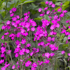 Image result for Silene dioica