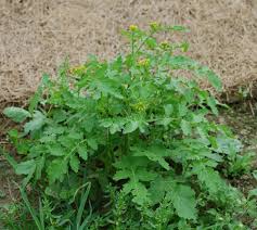 Attēlu rezultāti vaicājumam “Rorippa palustris leaf”