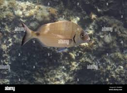 Image result for Diplodus sargus
