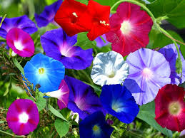 Image result for Prunkwinde