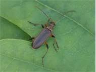 Attēlu rezultāti vaicājumam “Cortodera femorata”