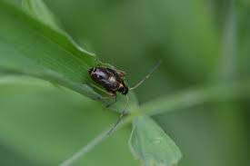 Attēlu rezultāti vaicājumam “Adelphocoris seticornis”