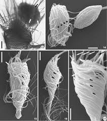 Attēlu rezultāti vaicājumam “Leiocolea heterocolpos”