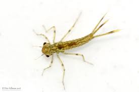 Attēlu rezultāti vaicājumam “Pyrrhosoma nymphula”