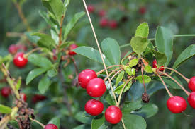Attēlu rezultāti vaicājumam “Cerasus bud”