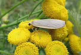 Attēlu rezultāti vaicājumam “Eilema griseola larva”