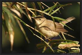 Attēlu rezultāti vaicājumam “Acrocephalus dumetorum”