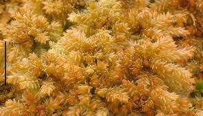 Attēlu rezultāti vaicājumam “Sphagnum balticum”