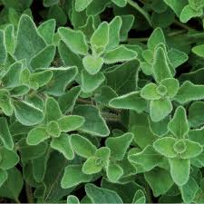 Image result for Oregano