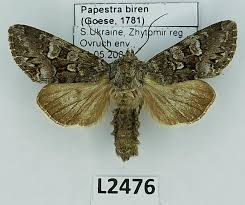 Attēlu rezultāti vaicājumam “Papestra biren”