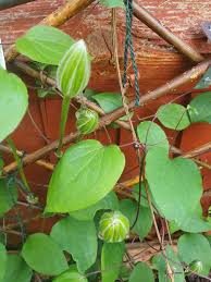 Attēlu rezultāti vaicājumam “Clematis leaf”
