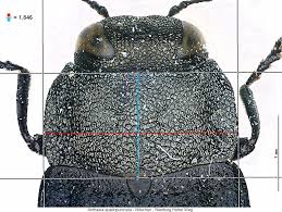 Attēlu rezultāti vaicājumam “Anthaxia quadripunctata”