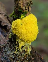 Attēlu rezultāti vaicājumam “Fuligo luteonitens macro”