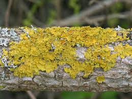 Attēlu rezultāti vaicājumam “Xanthoria parietina”