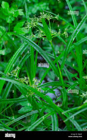 Attēlu rezultāti vaicājumam “Scirpus sylvaticus leaf”