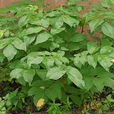 Attēlu rezultāti vaicājumam “Juglans x sinensis leaf”