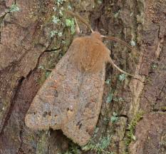 Attēlu rezultāti vaicājumam “Orthosia munda”