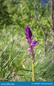 Attēlu rezultāti vaicājumam “Dactylorhiza russowii leaf”